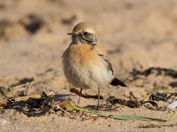 Desert Wheatear
