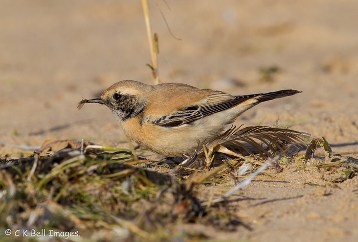 Desert Wheatear