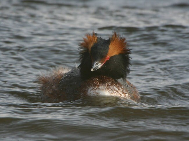 Slavonian Grebe