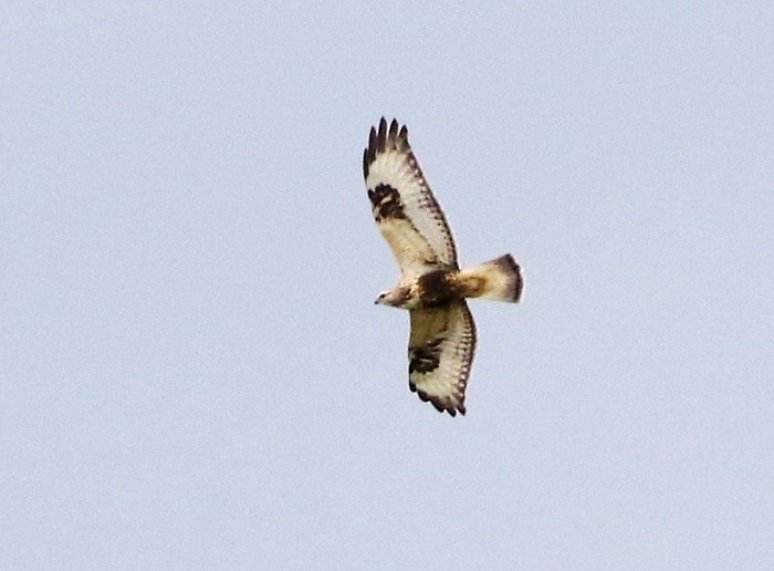 Rough-legged Buzzard