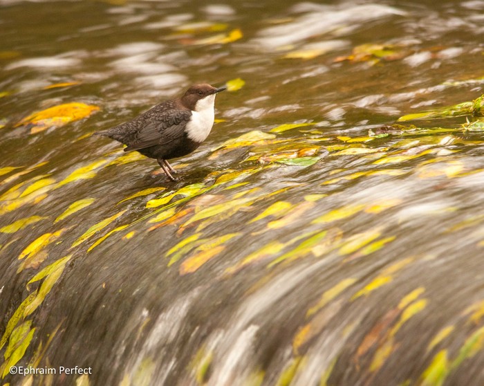 Black-bellied Dipper