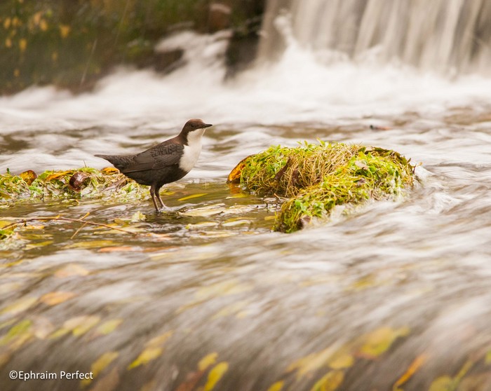Black-bellied Dipper