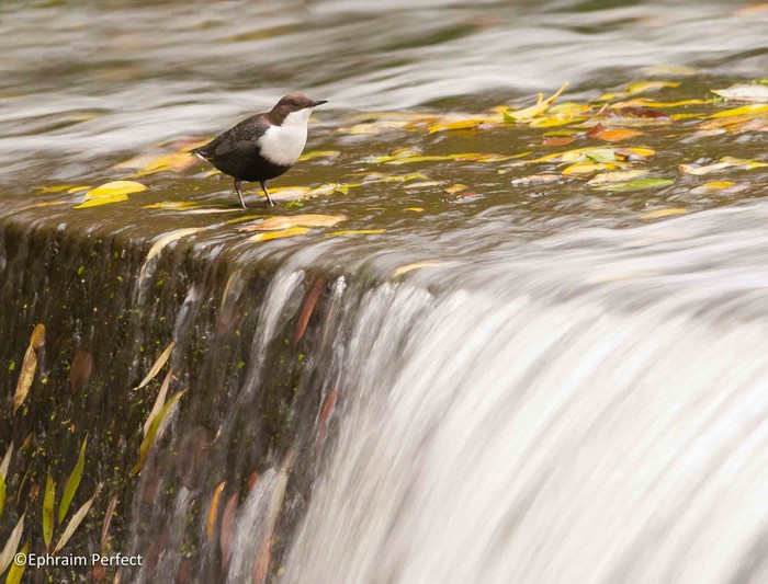 Black-bellied Dipper