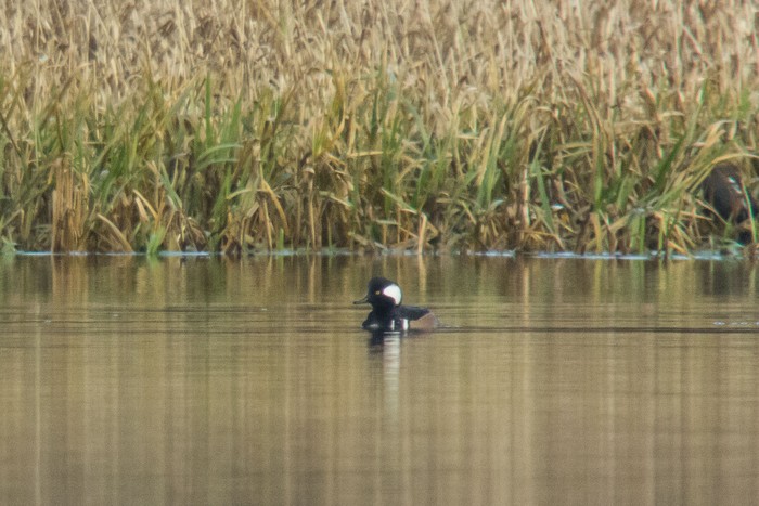 Hooded Merganser