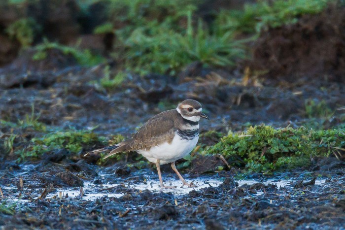 Killdeer