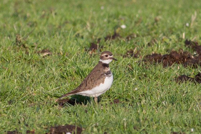 Killdeer