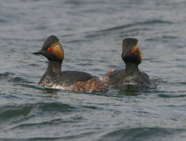 Black-necked Grebe