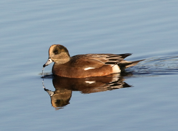 American Wigeon