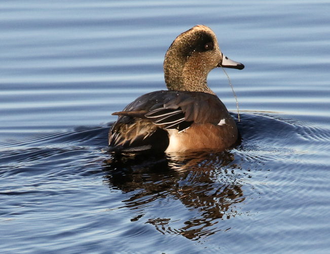 American Wigeon