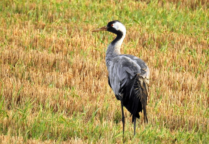 Common Crane