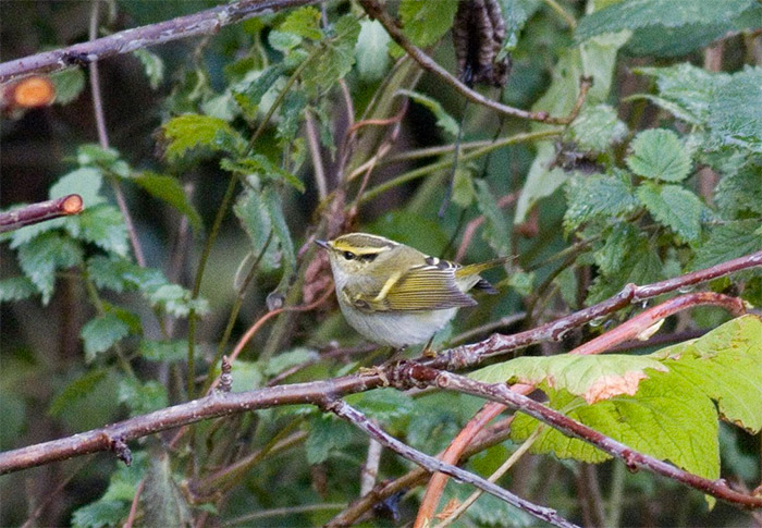 Pallas's Warbler