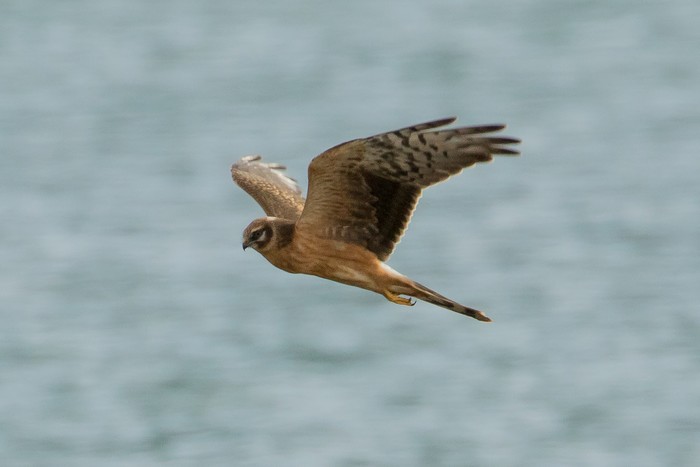 Pallid Harrier
