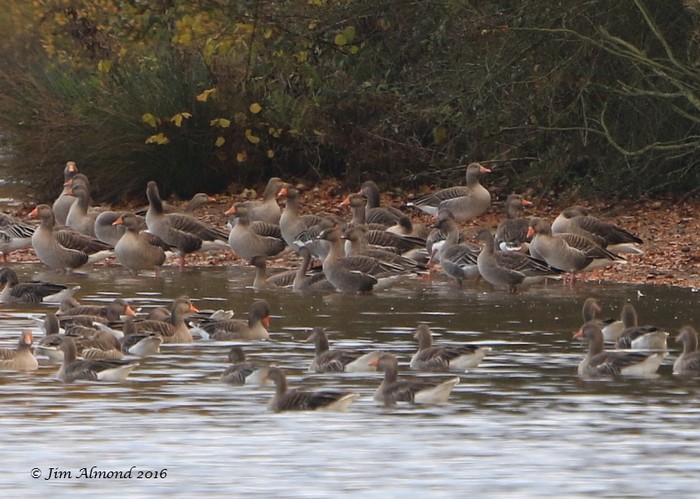 Tundra Bean Goose