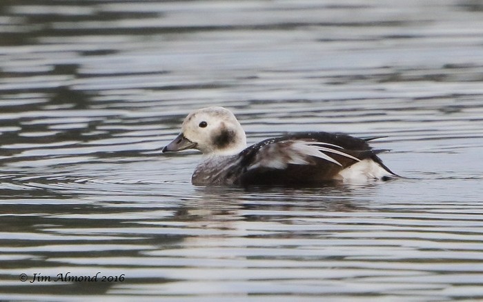 Long-tailed Duck