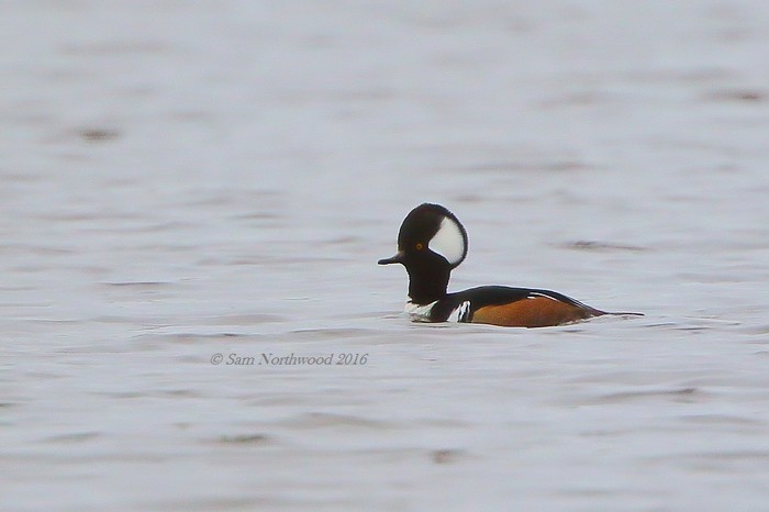 Hooded Merganser