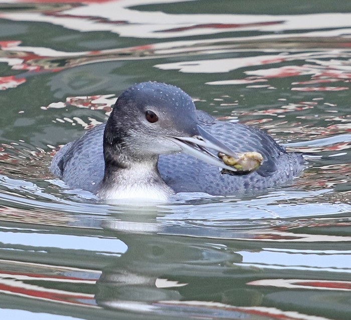 Great Northern Diver