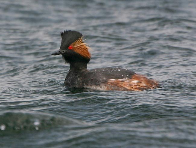 Black-necked Grebe