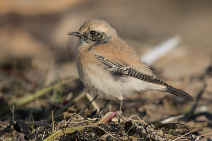 Desert Wheatear