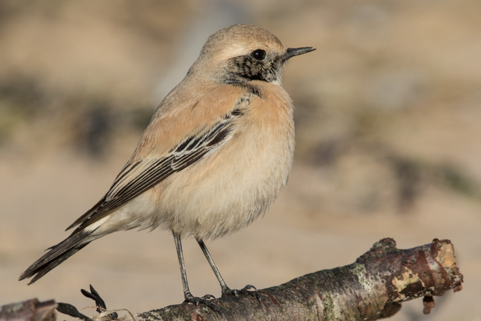 Desert Wheatear