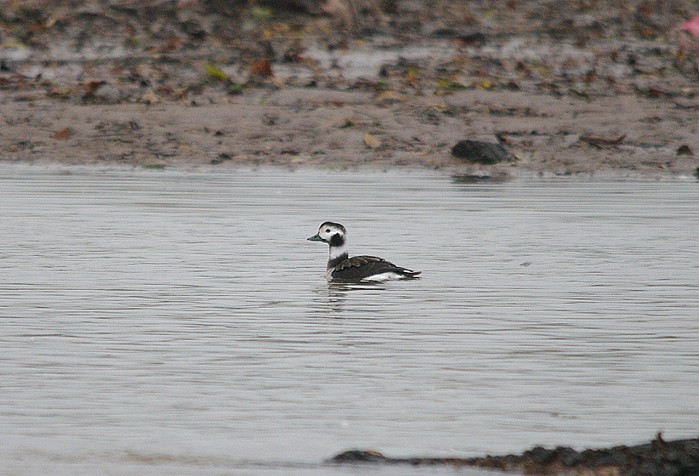 Long-tailed Duck