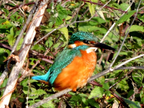 Kingfisher