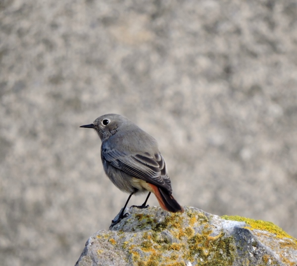 Black Redstart