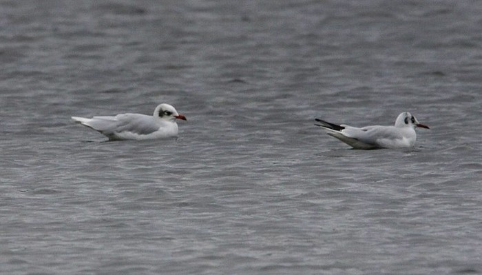 Mediterranean Gull