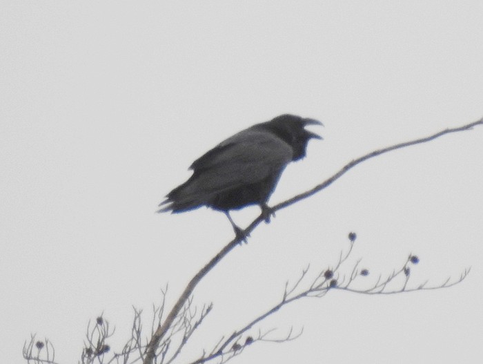 Raven