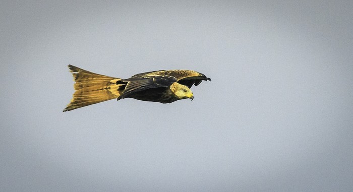 Red Kite