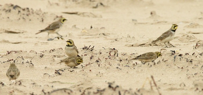 Shorelark