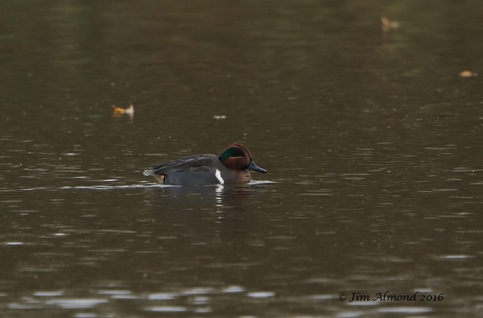 Green-winged Teal