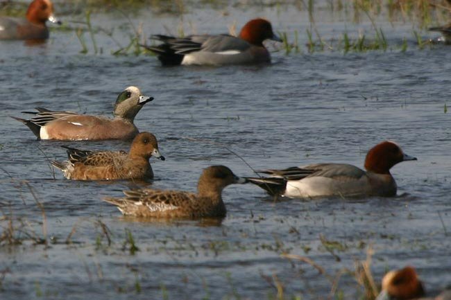 American Wigeon