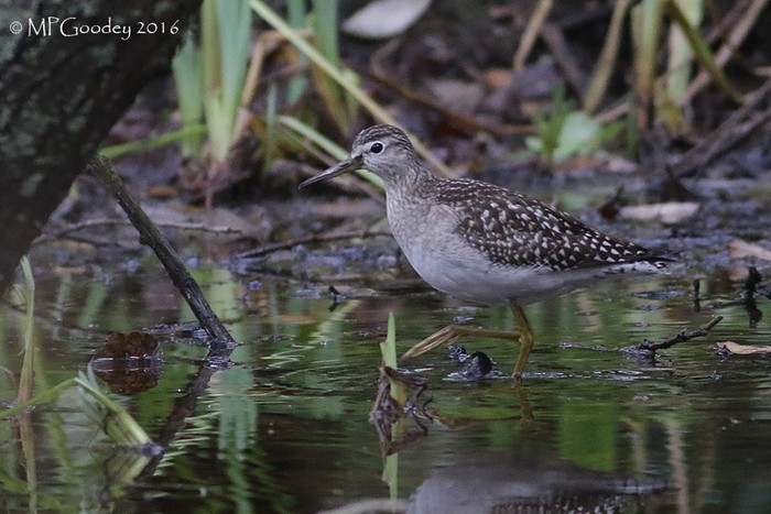 Wood Sandpiper
