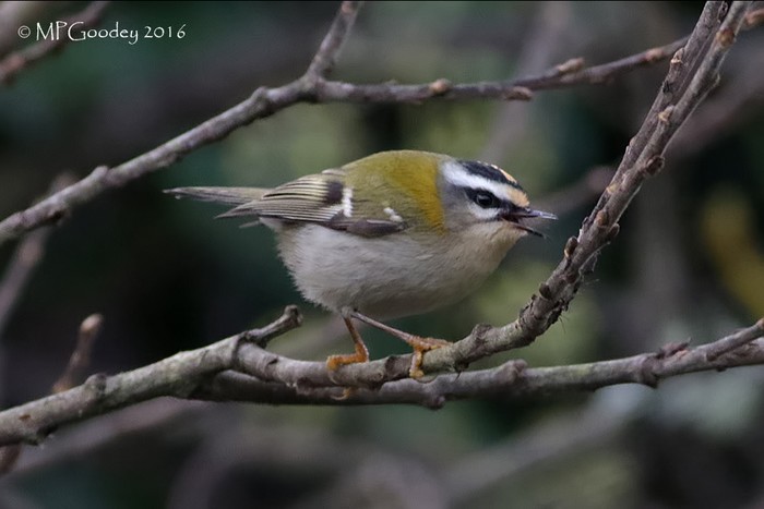 Firecrest