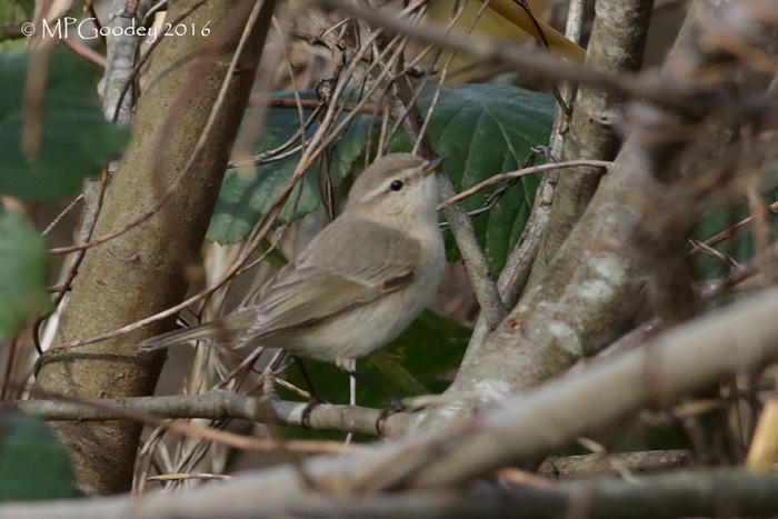 Siberian Chiffchaff
