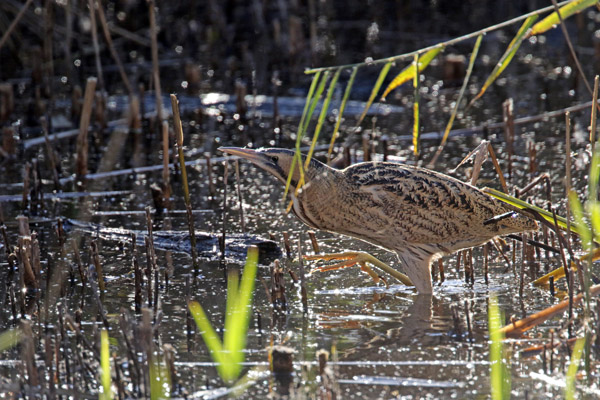 Bittern
