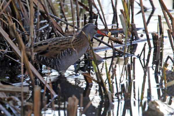 Water Rail