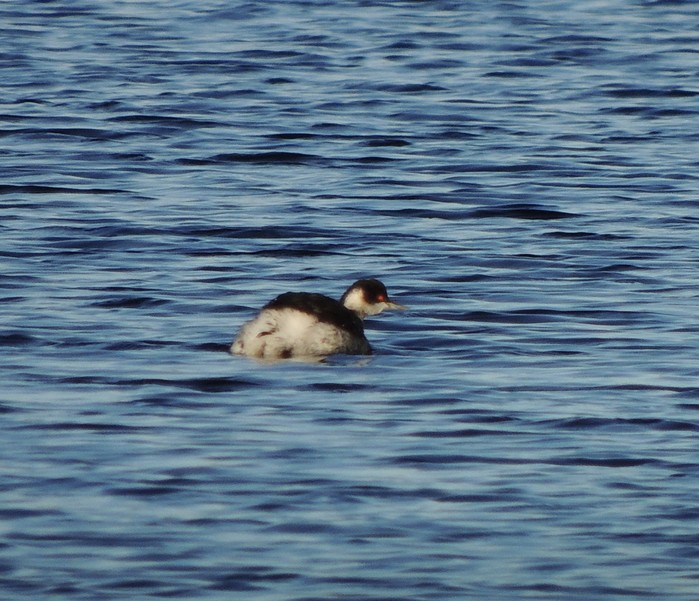 Black-necked Grebe