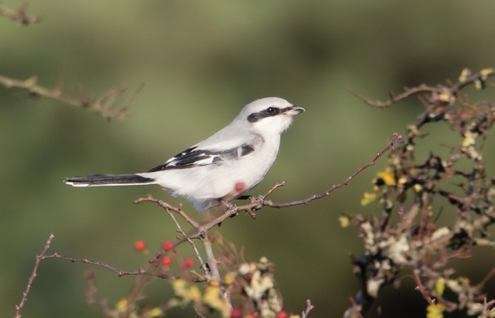 Great Grey Shrike