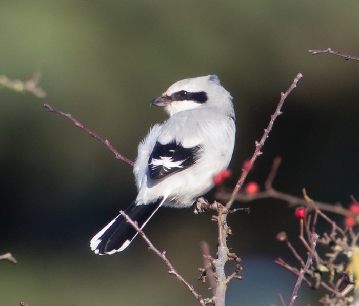 Great Grey Shrike