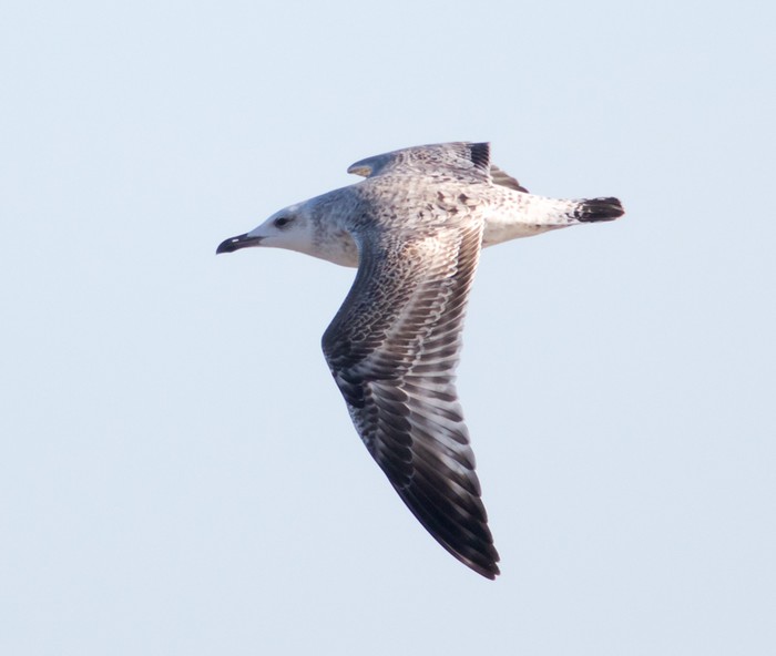 Caspian Gull
