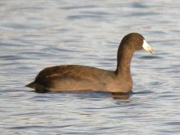 American Coot