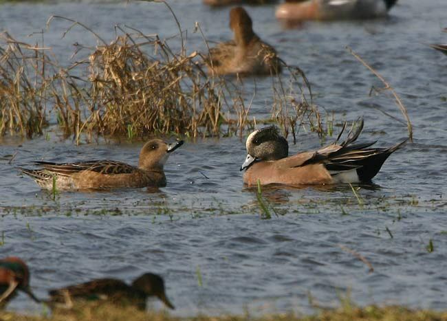 American Wigeon