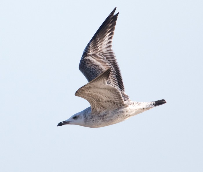 Caspian Gull