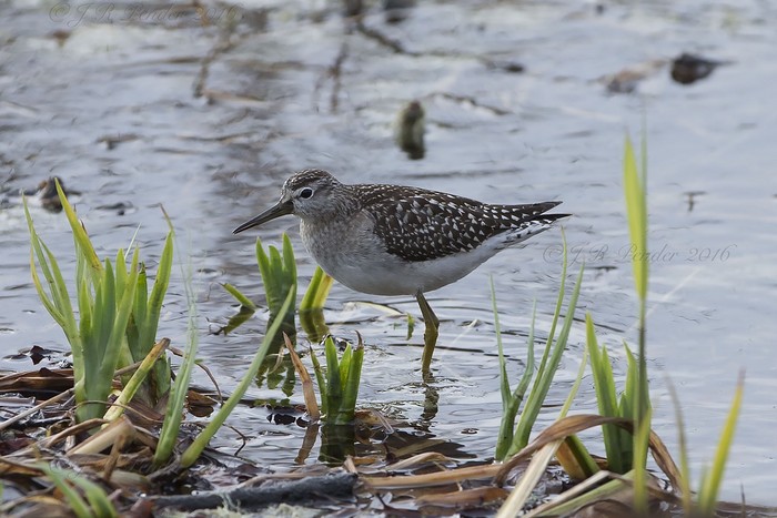 Wood Sandpiper