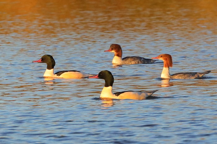 Goosander