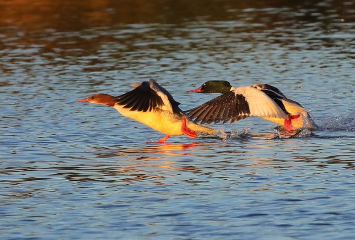 Goosander