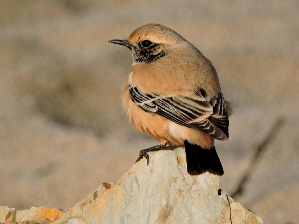Desert Wheatear