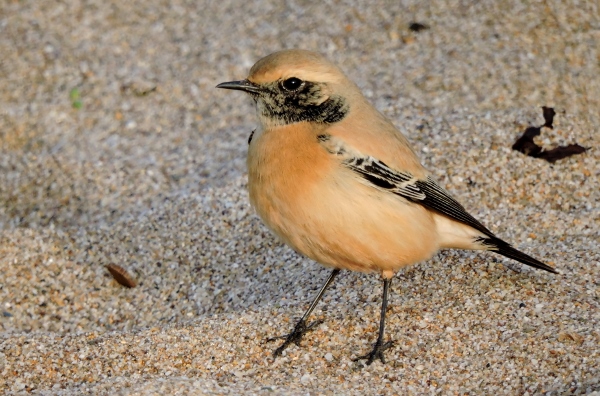 Desert Wheatear