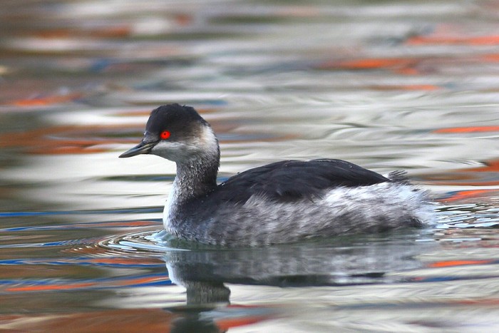 Black-necked Grebe